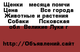 Щенки 4 месяца-помчи › Цена ­ 5 000 - Все города Животные и растения » Собаки   . Псковская обл.,Великие Луки г.